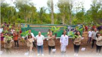Tanam Pisang Cavendish